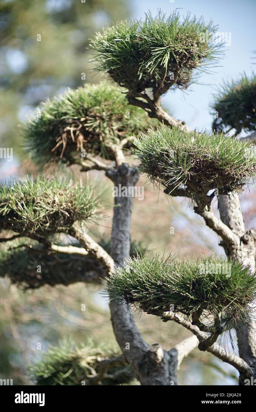 Eine japanische schwarze Kiefer Stockfoto