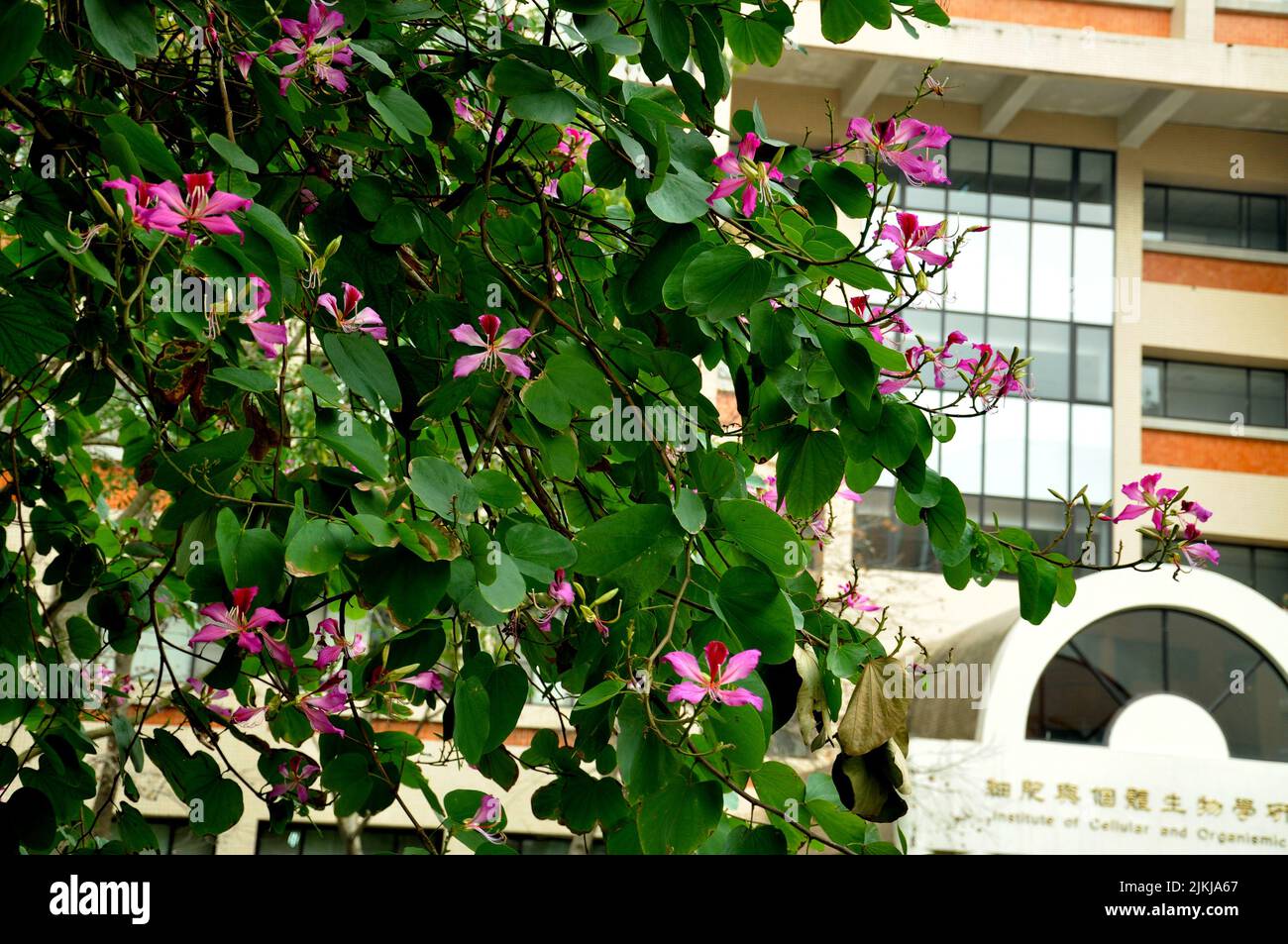 Eine Nahaufnahme von purpurnen Bauhinia-Blüten, die auf einem grünen Baum gegen ein Gebäude wachsen Stockfoto