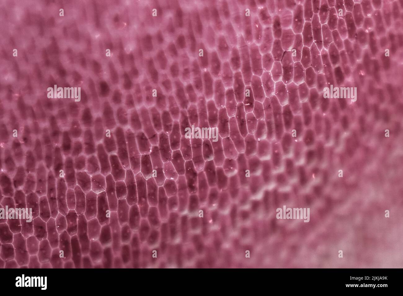Eine rosa Krokodil exotische Haut Textur Stockfoto