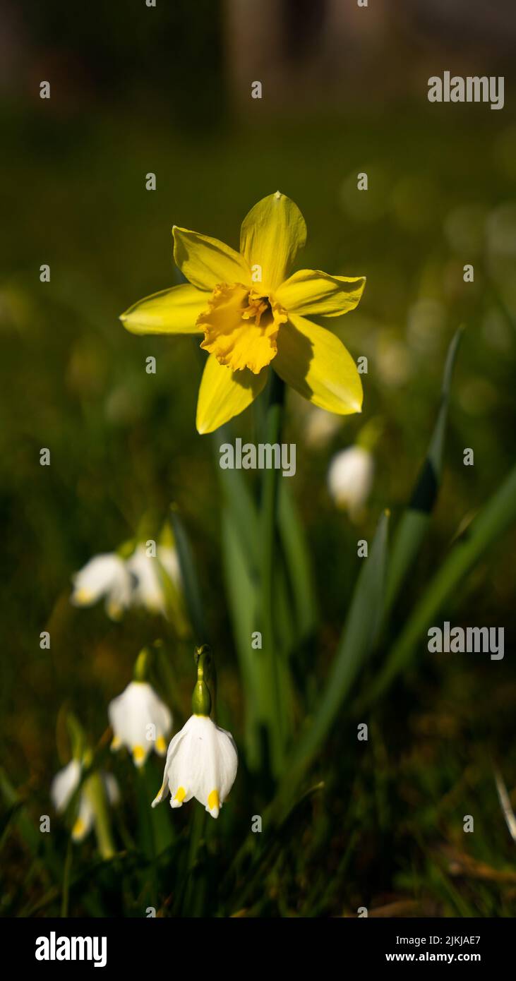 Eine vertikale Aufnahme eines blühenden Narzisses auf einer Wiese Stockfoto