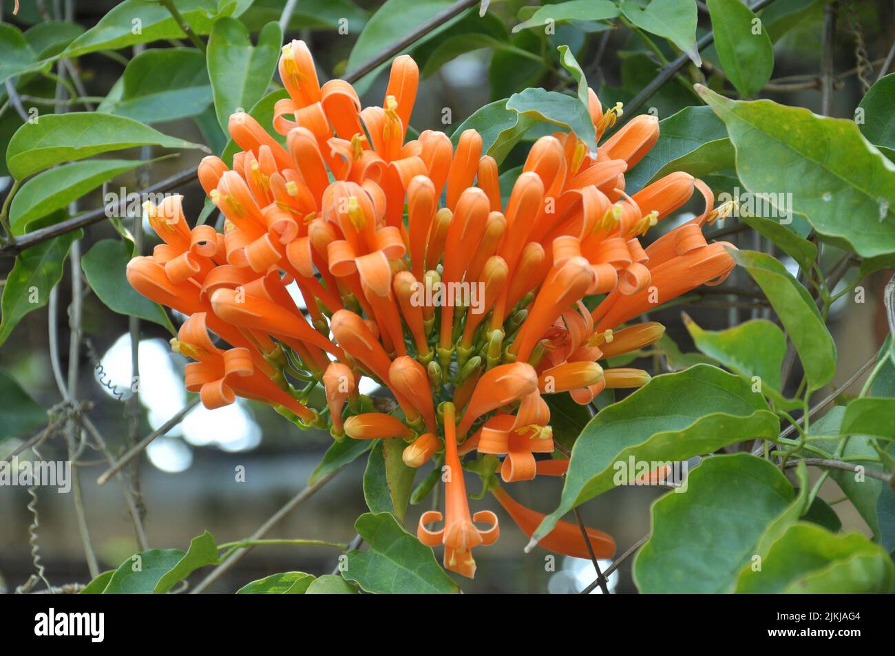 Eine Nahaufnahme von orangefarbenen Pyrostegia venusta-Blüten, die zwischen den grünen Blättern wachsen Stockfoto