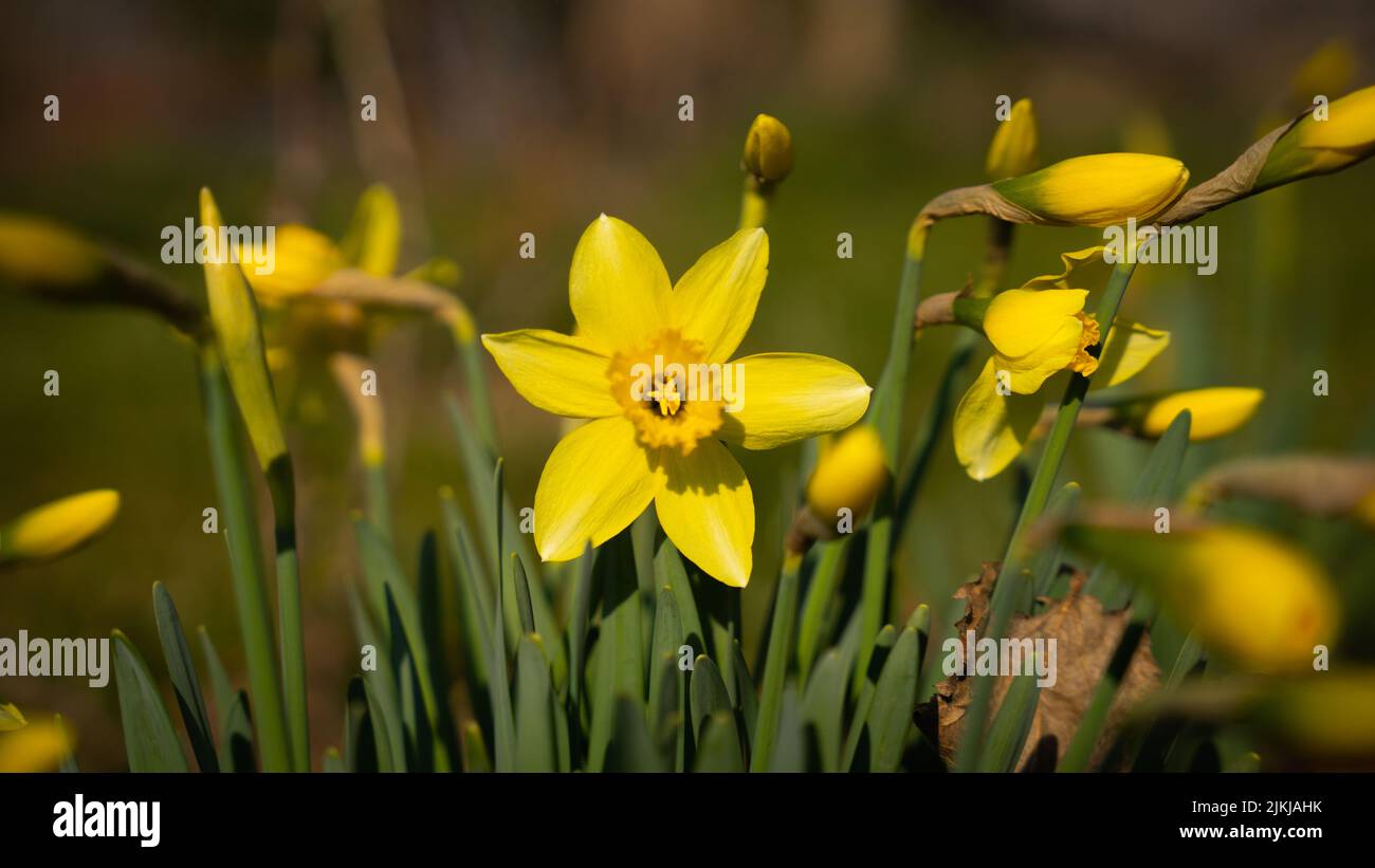 Eine selektive Fokusaufnahme von blühenden Narzissen auf einer Wiese Stockfoto