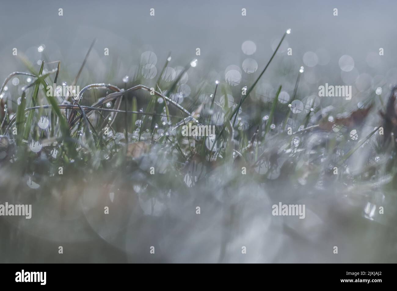 Ein selektiver Fokus von grünem Gras mit Wassertropfen bedeckt Stockfoto