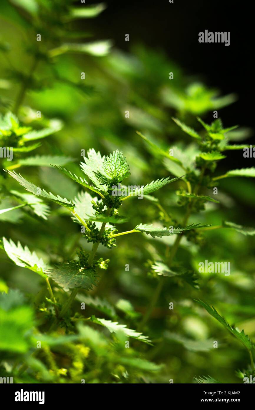 Eine vertikale selektive Fokusaufnahme der im Garten wachsenden Brennnesselpflanzen Stockfoto