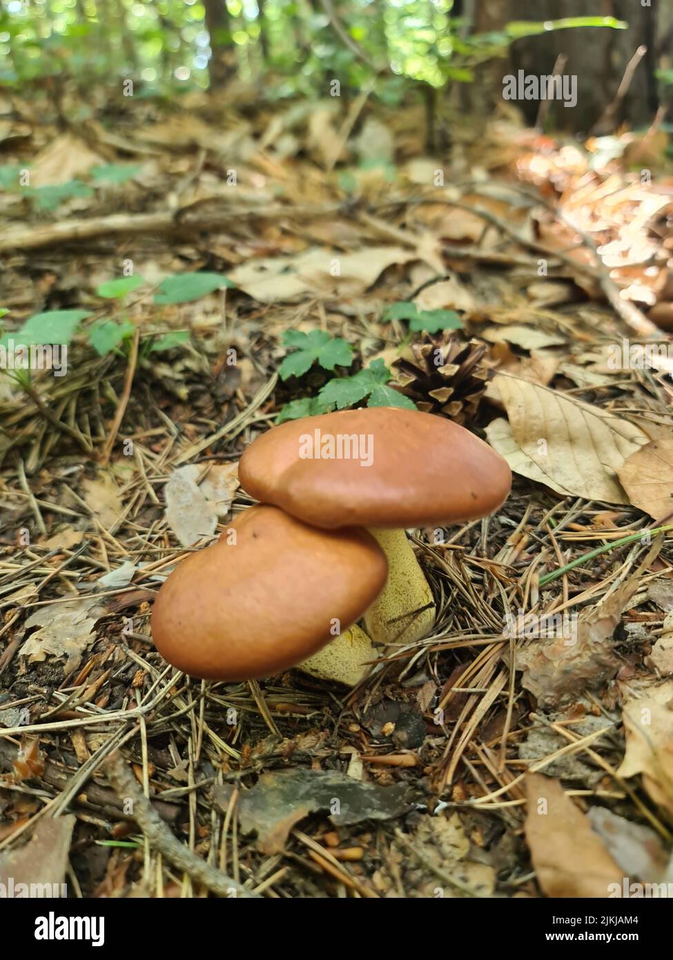 Eine vertikale Nahaufnahme von braunen Pilzen, die auf dem Boden wachsen, bedeckt mit abgefallenen Blättern in einem Wald Stockfoto