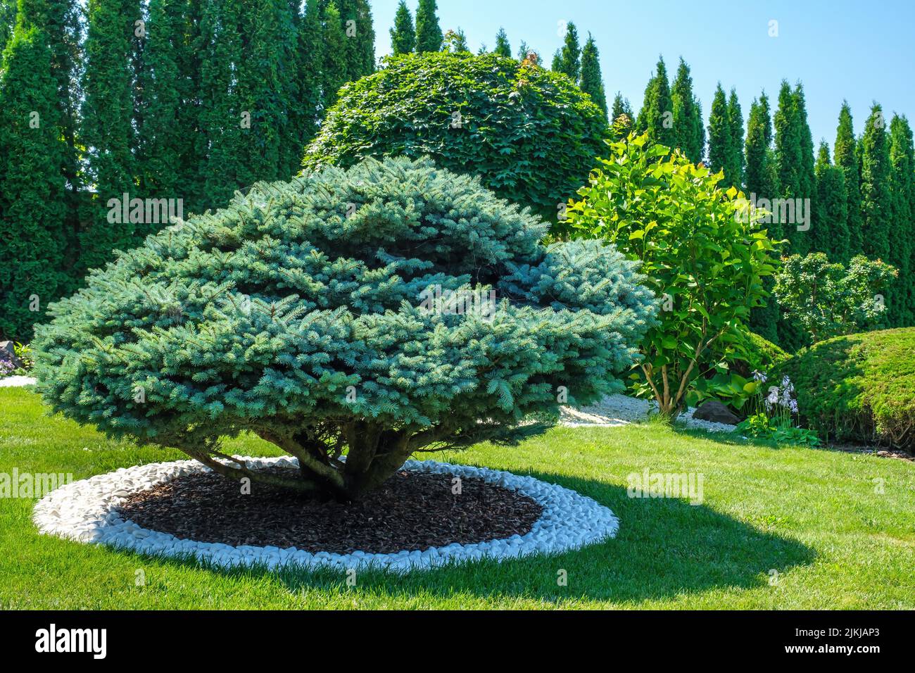 Wunderschön getrimmter Baum auf dem Rasen im Hof Stockfoto