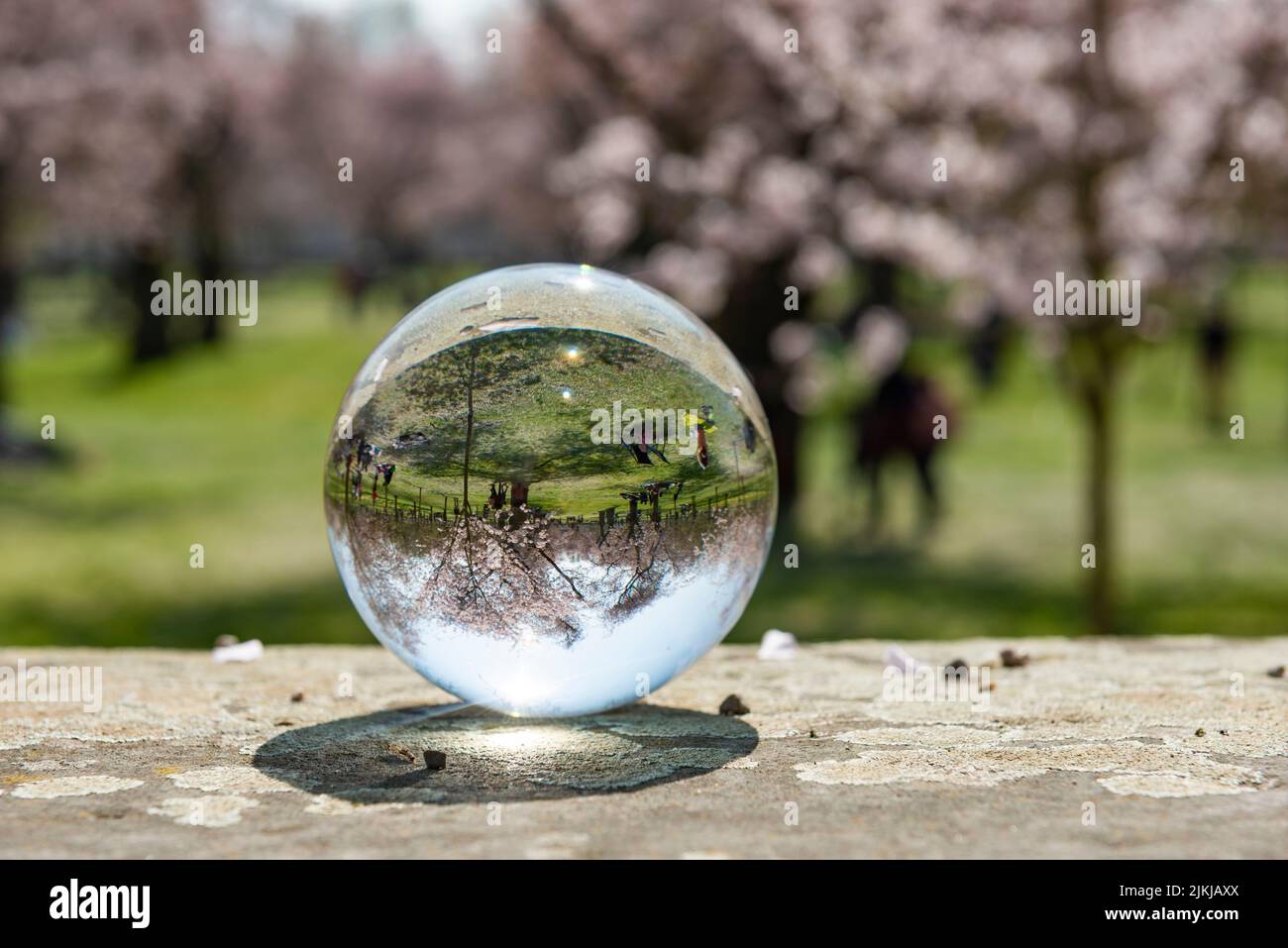 Eine Glaskugel, die einen Park mit Menschen und Kirschblütenbäumen reflektiert Stockfoto