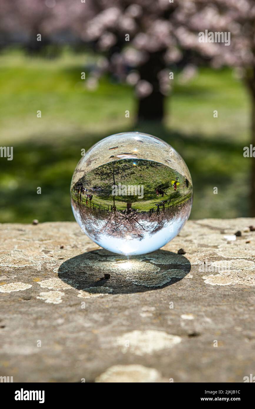 Eine vertikale Nahaufnahme einer Glaskugel, die einen Park mit Menschen und Kirschblütenbäumen widerspiegelt Stockfoto