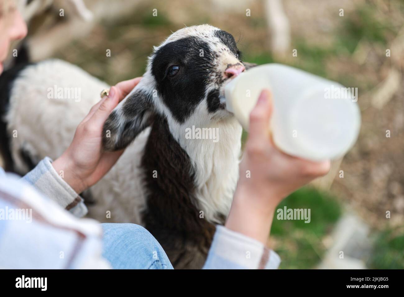 Ein süßes Lamm, das von einem Bauern von Hand gefüttert wird Stockfoto