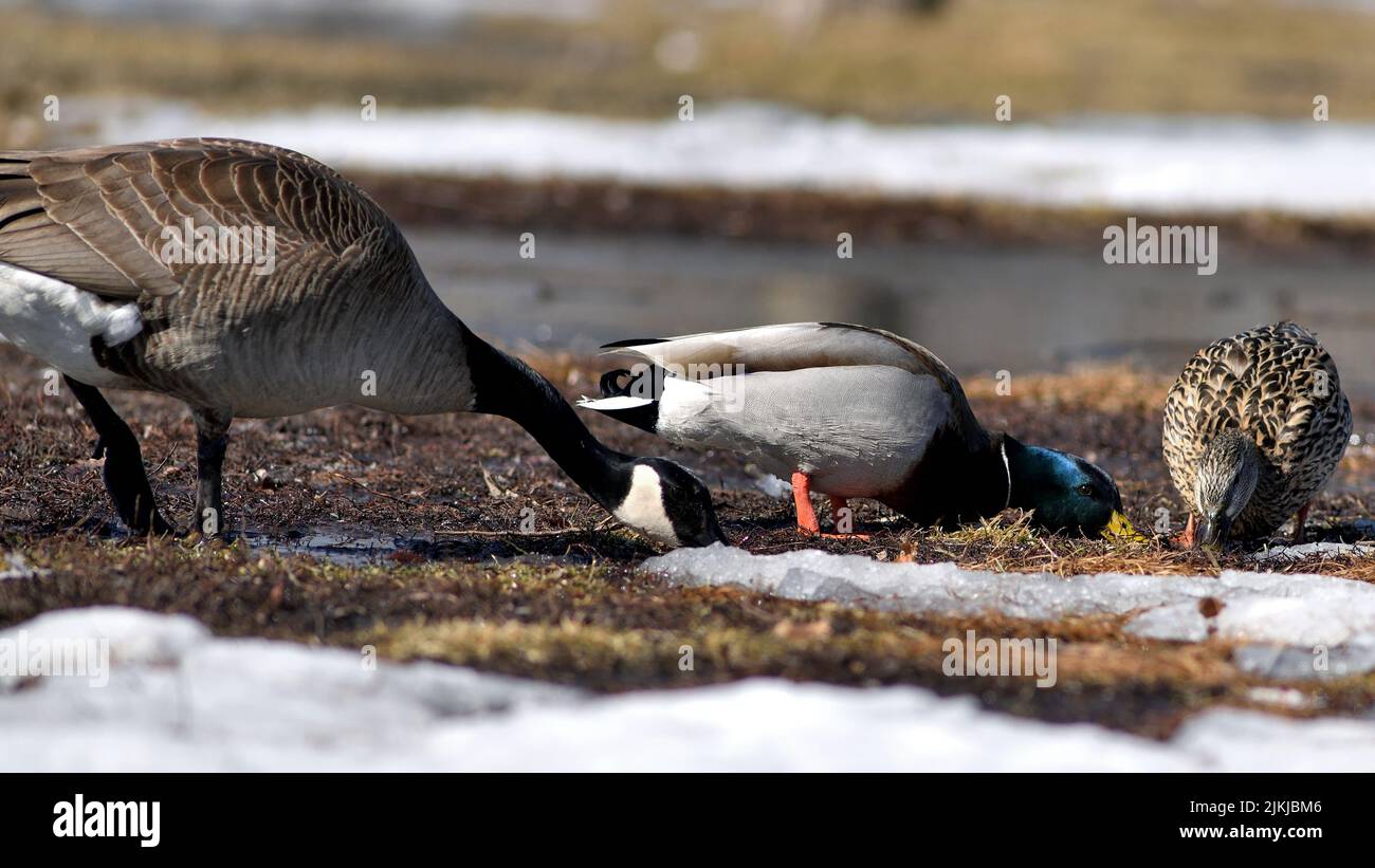 Eine Nahaufnahme von wilden Enten auf dem verschwommenen Hintergrund Stockfoto