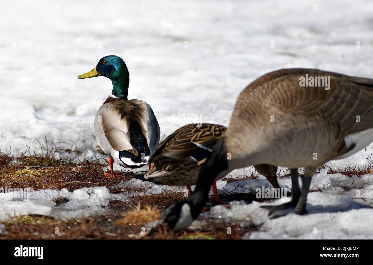Eine Nahaufnahme von wilden Enten auf dem verschwommenen Hintergrund Stockfoto