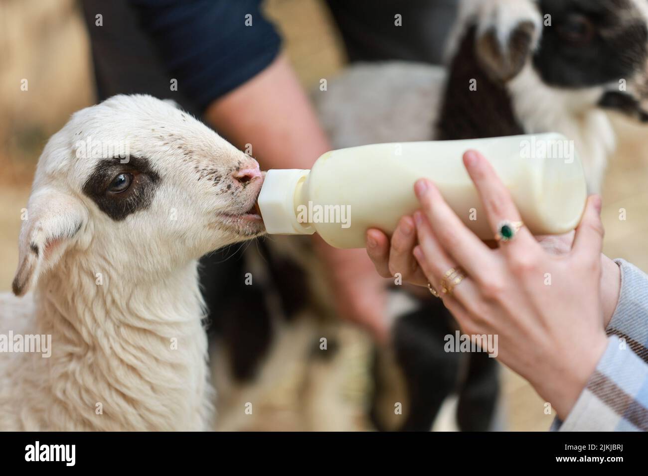 Ein süßes Lamm, das von einem Bauern von Hand gefüttert wird Stockfoto