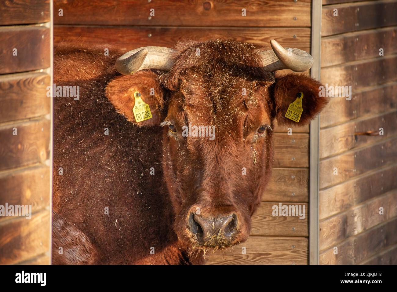 Nahaufnahme eines braunen Viehs, das in die Kamera schaute Stockfoto