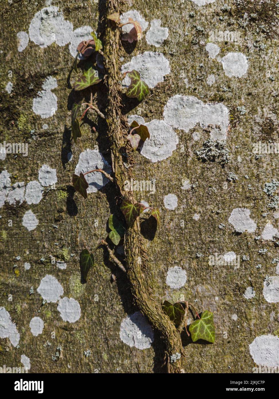 Eine vertikale Nahaufnahme eines Efeus, der einen Stamm eines Baumes klettert, der mit Moos und Flechten bedeckt ist Stockfoto