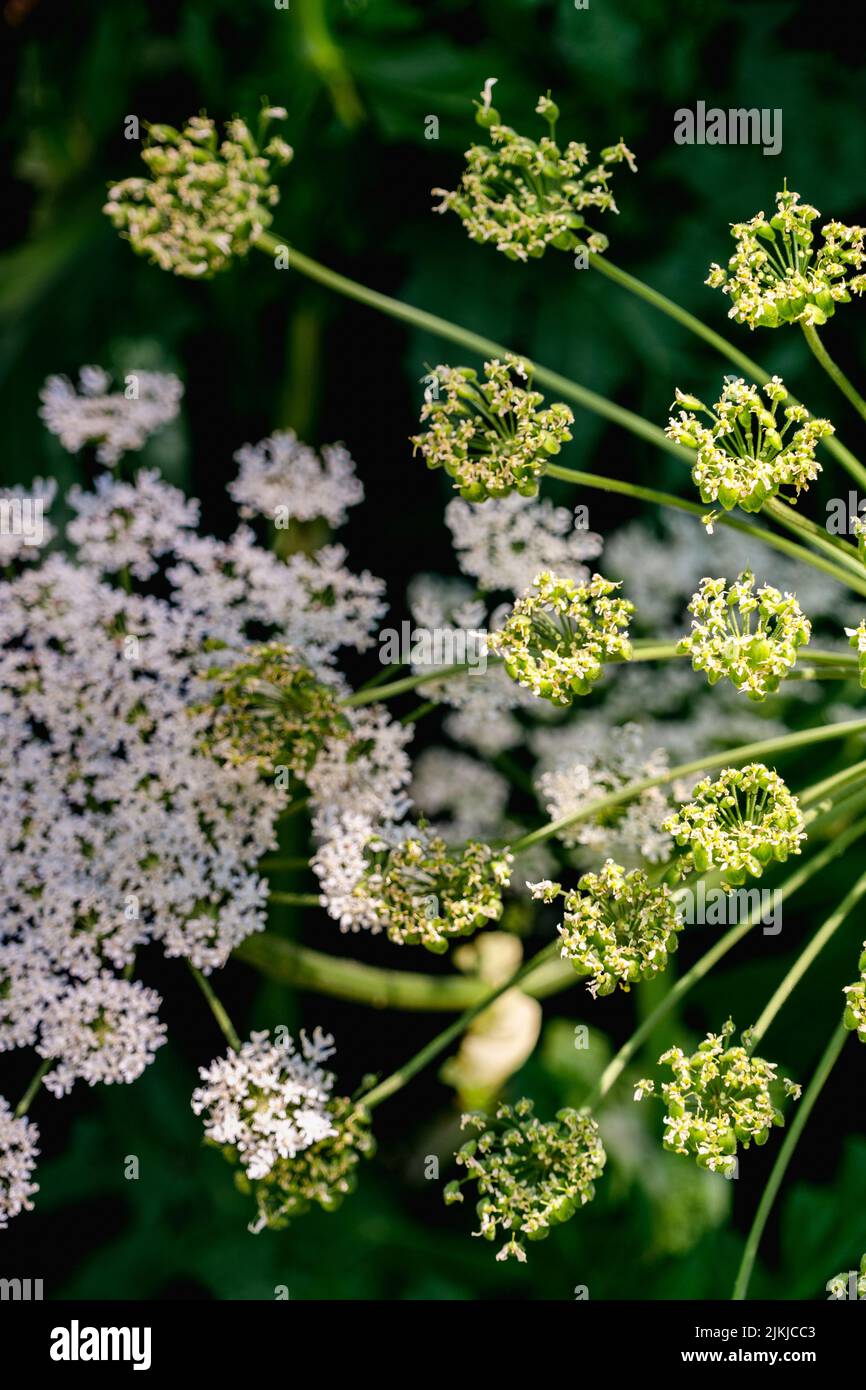 Eine vertikale Aufnahme von Hemlockpflanzen, die im Garten wachsen Stockfoto