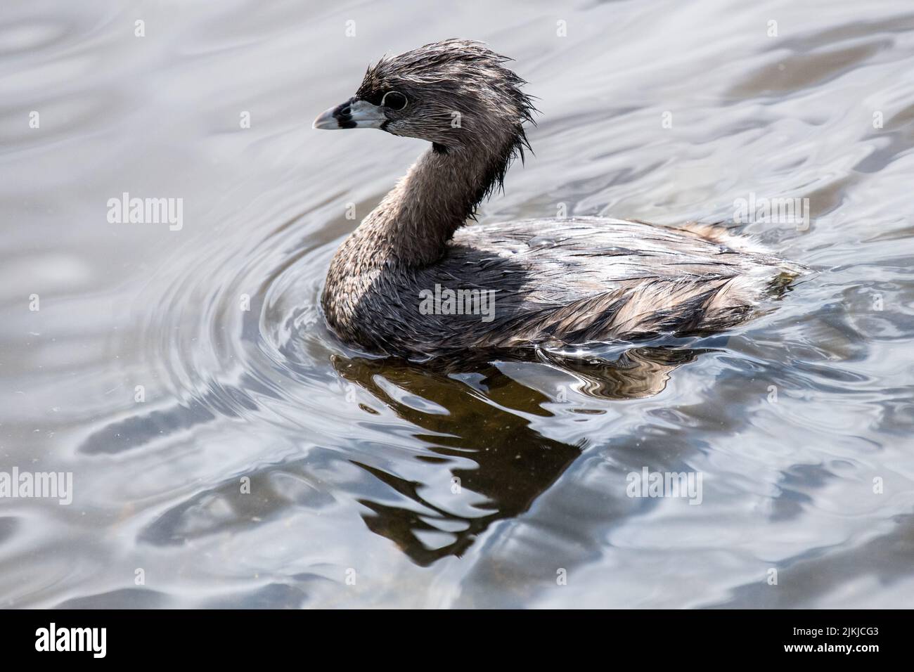 Eine selektive Fokusaufnahme eines auf dem Wasser schwimmenden Vogels mit dem Tierschnabel Grebe Stockfoto
