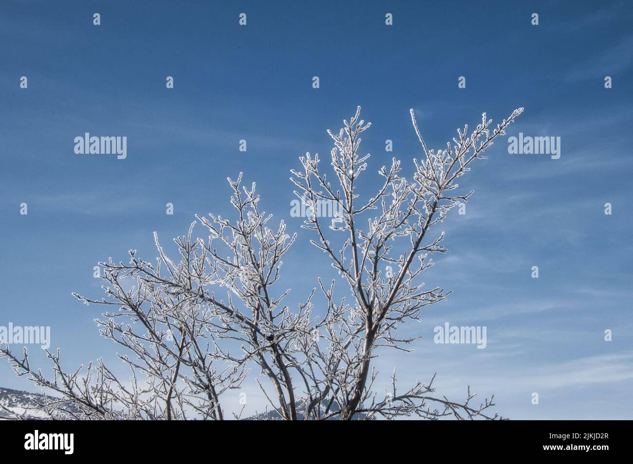 Eine Spitze eines blattlosen Baumes, bedeckt mit Schnee unter dem blauen Himmel Stockfoto