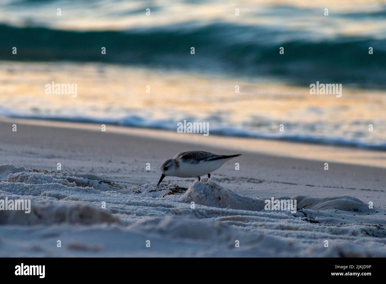 Nahaufnahme eines Sandpiper-Vogels, der Futter in Pensacola Beach, Florida, sammelt Stockfoto