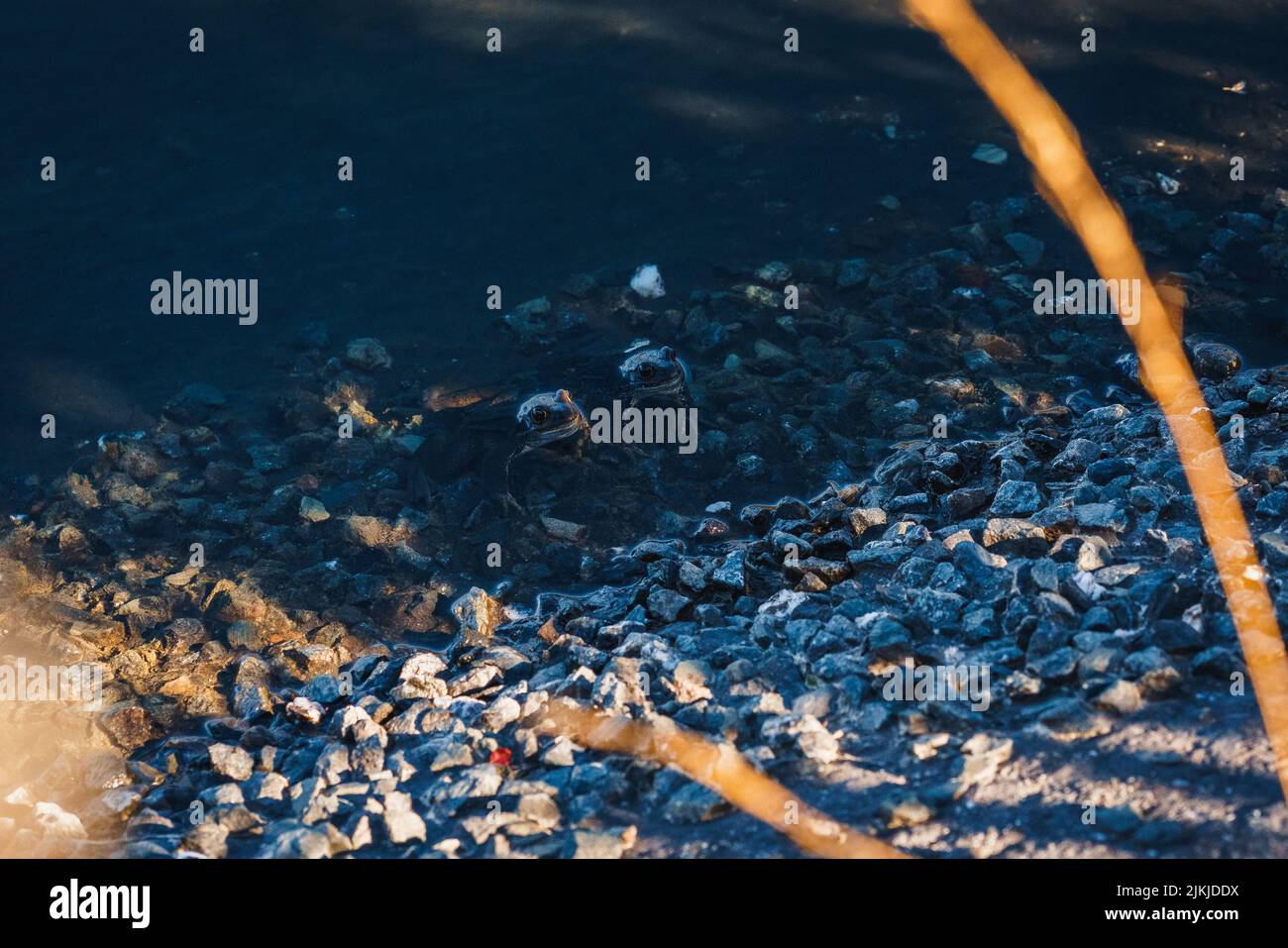 Eine Nahaufnahme von zwei Fröschen, die aus dem Teich schauen. Stockfoto