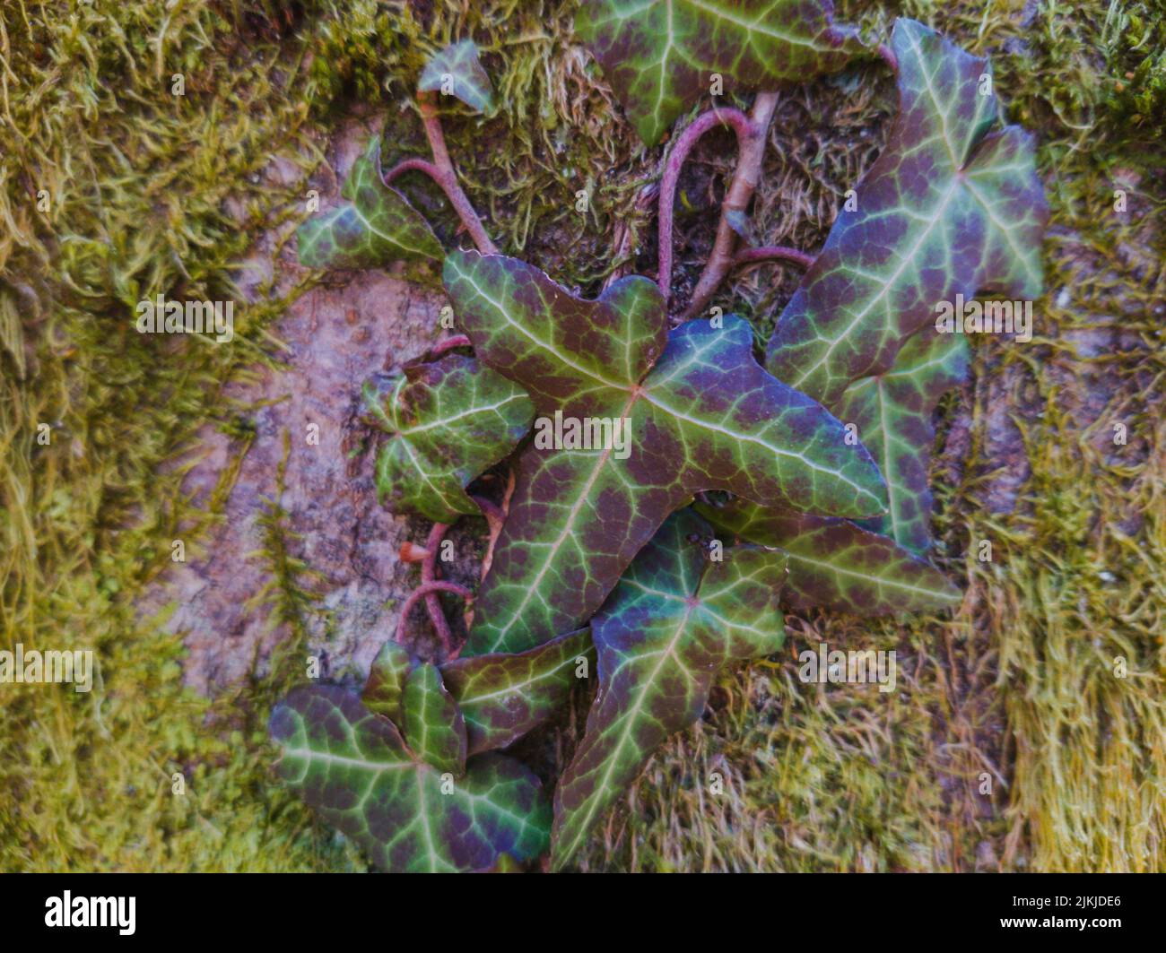 Eine Nahaufnahme von alter moosiger Baumrinde mit Blättern Stockfoto