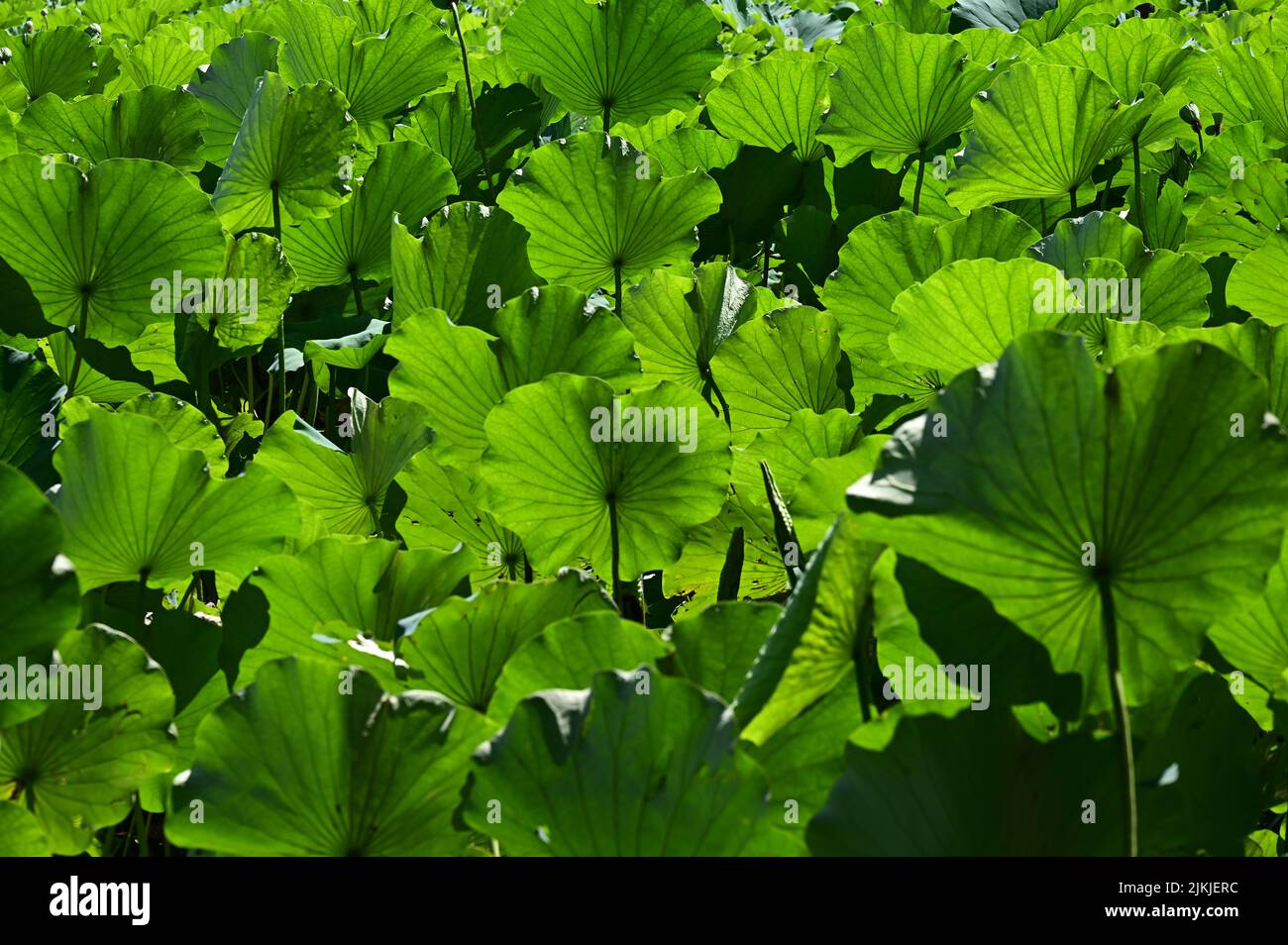 Ein schöner Blick auf die Lotusblätter unter der Sonne im Garten Stockfoto