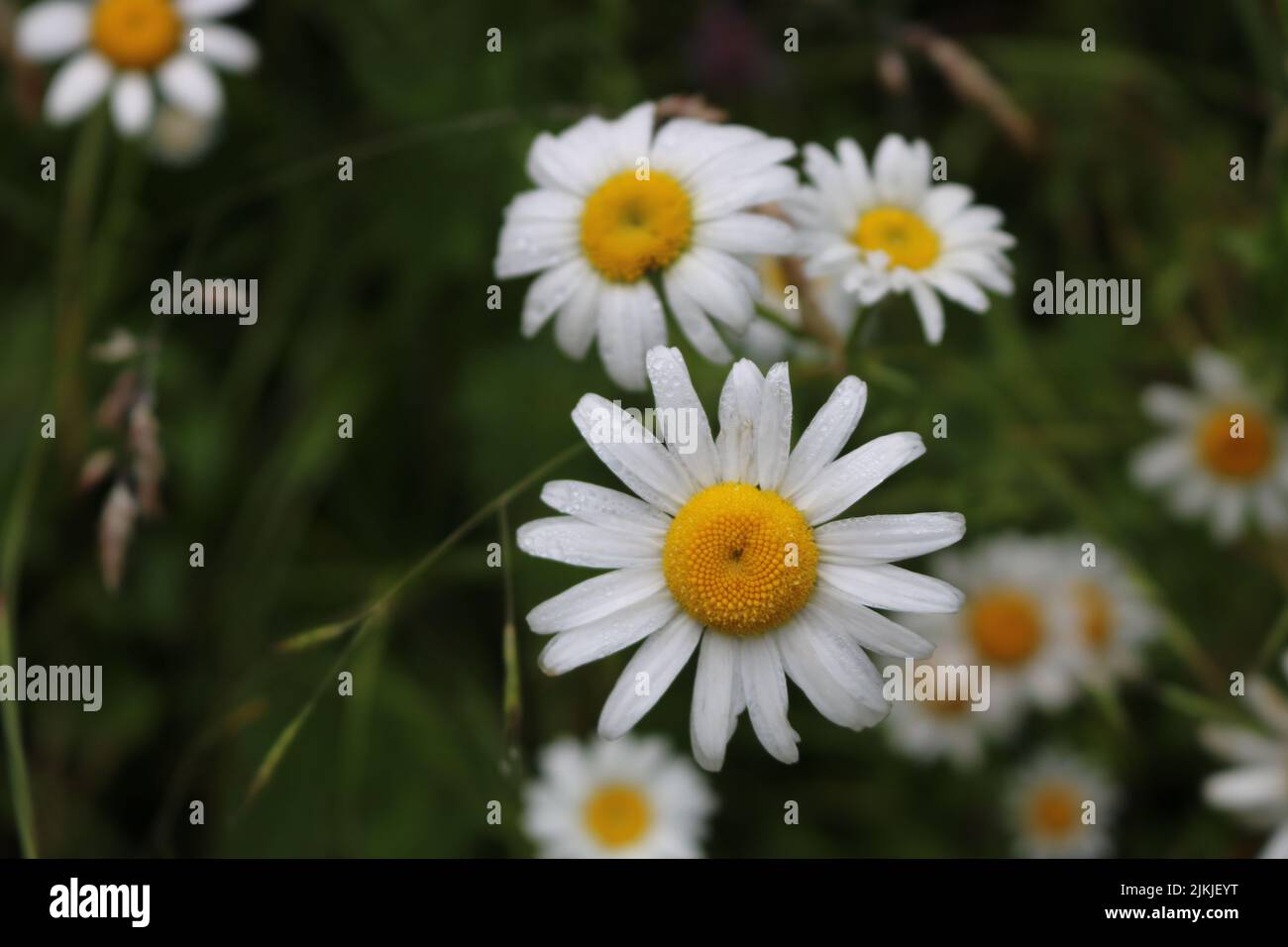 Eine Kamille in voller Blüte auf einem Feld Stockfoto