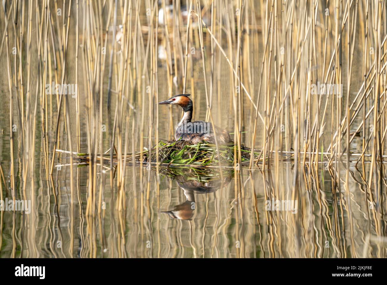 Ein Seevögelling, der auf seinem Grasnest auf einem See sitzt Stockfoto