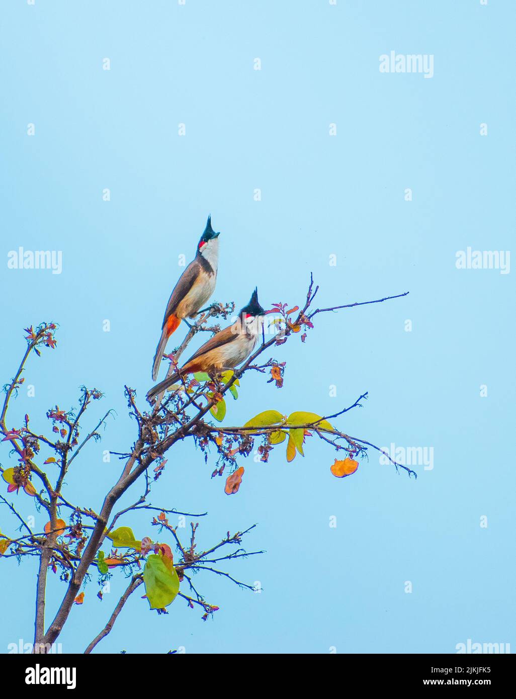 Eine vertikale Aufnahme von Amur-Wachshwing-Vögeln, die auf einem Ast vor blauem Himmel thront Stockfoto