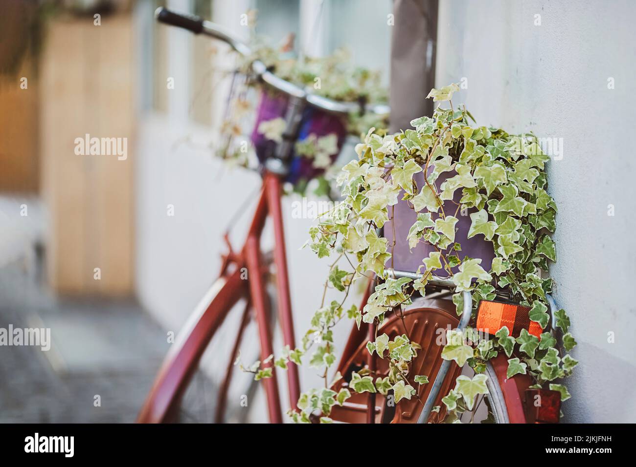 Ein Fahrrad mit Efeu verziert. Stockfoto