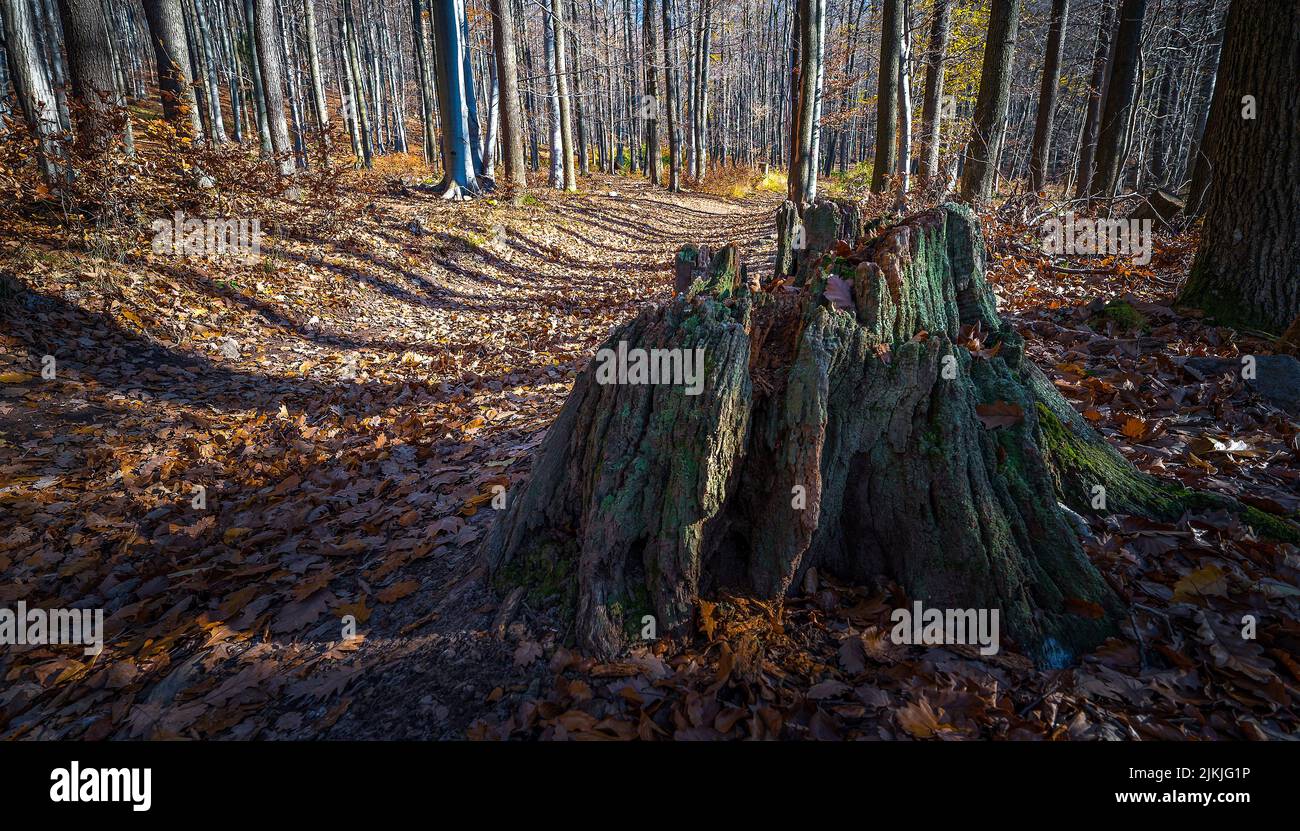 Ein alter fauler Stumpf im Wald der Slowakei Stockfoto