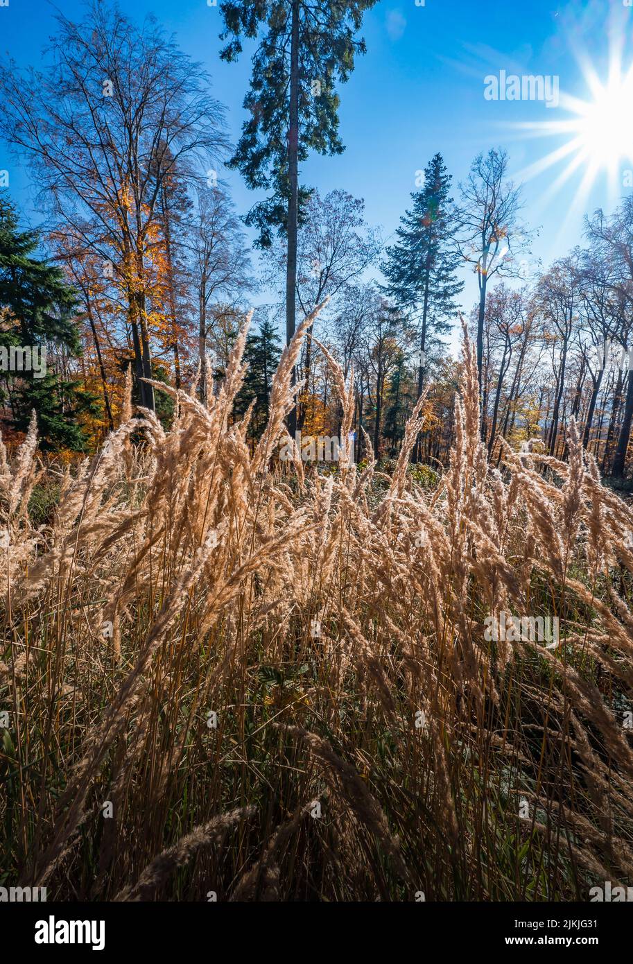 Eine vertikale Aufnahme von trockenem Gras unter Sonnenlicht gegen blauen Himmel Stockfoto