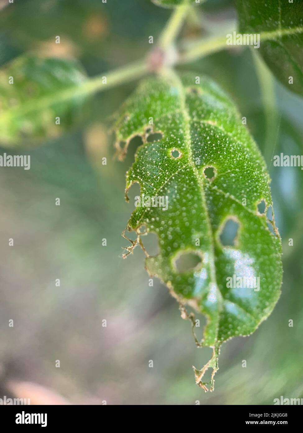 Eine vertikale Aufnahme eines Eichenblattes mit Löchern, die von Insekten gemacht wurden Stockfoto