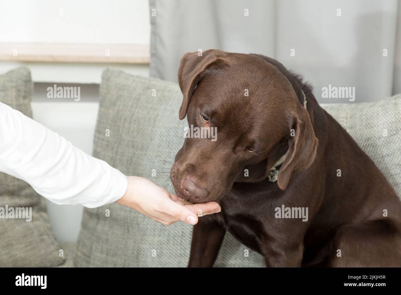 Ein brauner, auf dem Sofa sitzender Hund, der von Hand isst Stockfoto
