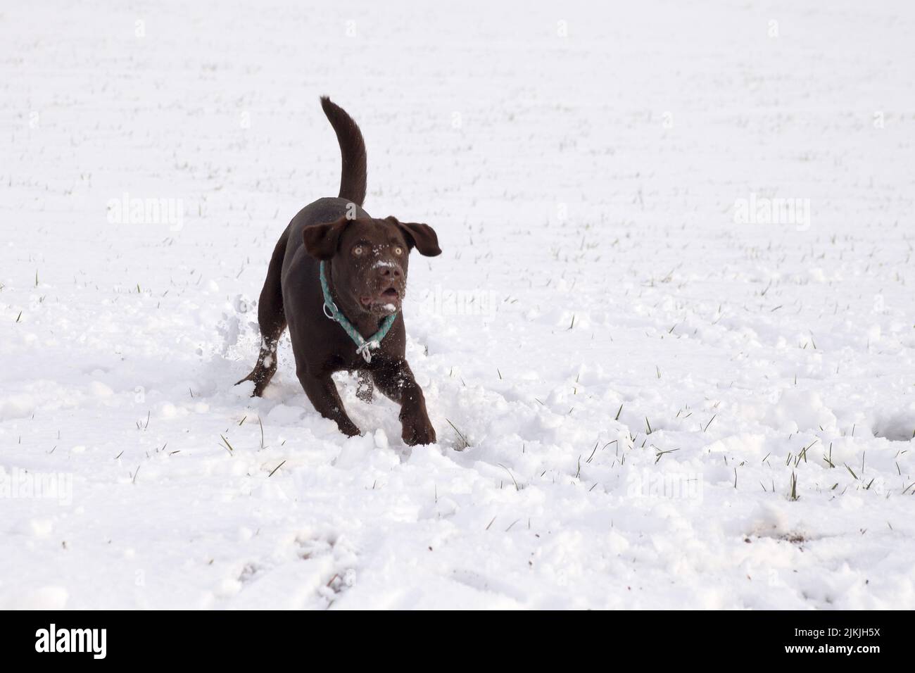 Ein brauner Lobradorhund, der auf einem schneebedeckten Feld spielt Stockfoto