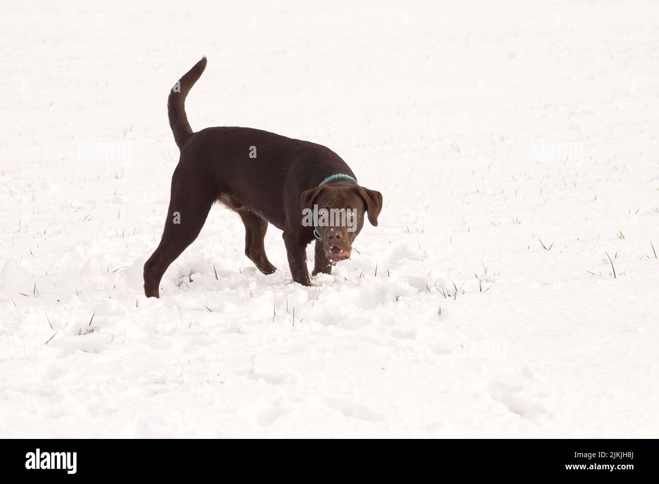 Ein brauner Lobradorhund, der auf einem schneebedeckten Feld läuft Stockfoto