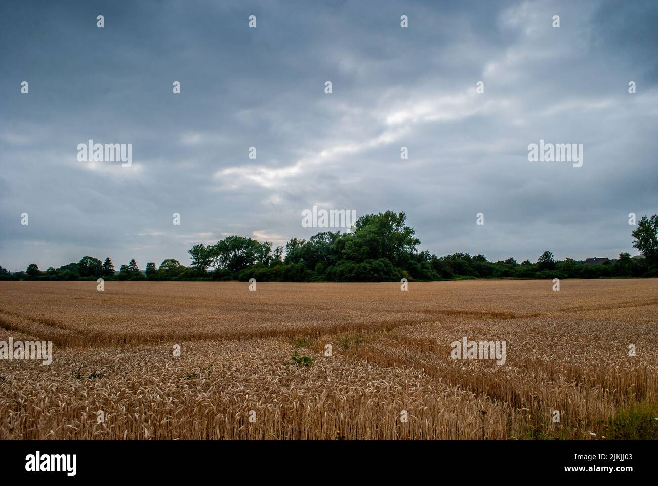 Der Blick auf das Weizenfeld gegen den bewölkten Himmel. Stockfoto