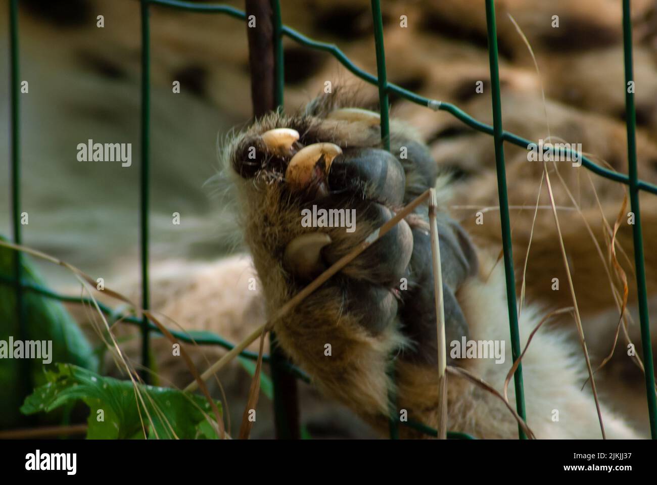 Eine Nahaufnahme der Pfote eines Geparden, die Krallen durch den Käfig zeigt. Ausgewählter Fokus. Stockfoto