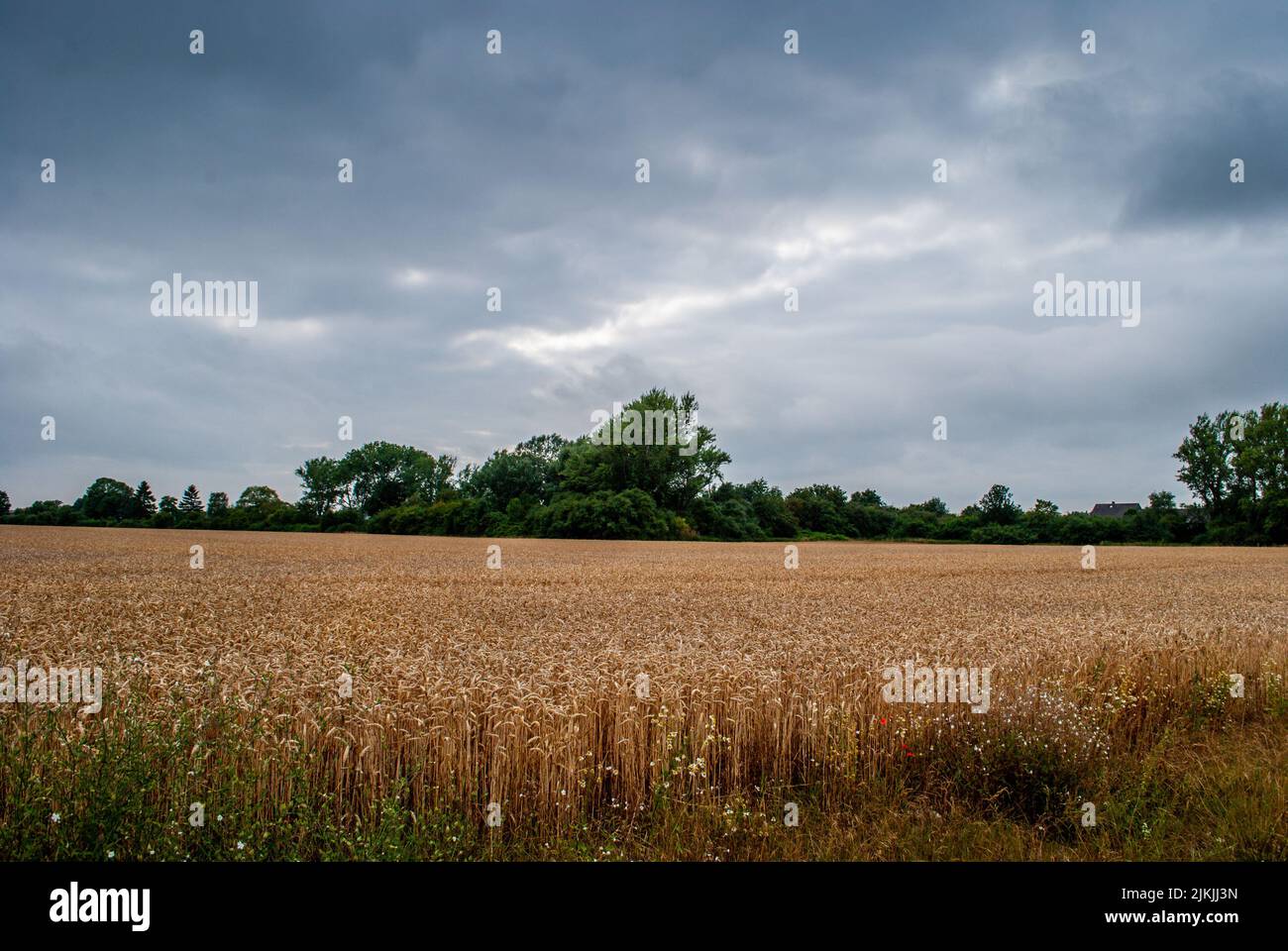 Der Blick auf das Weizenfeld gegen den bewölkten Himmel. Stockfoto