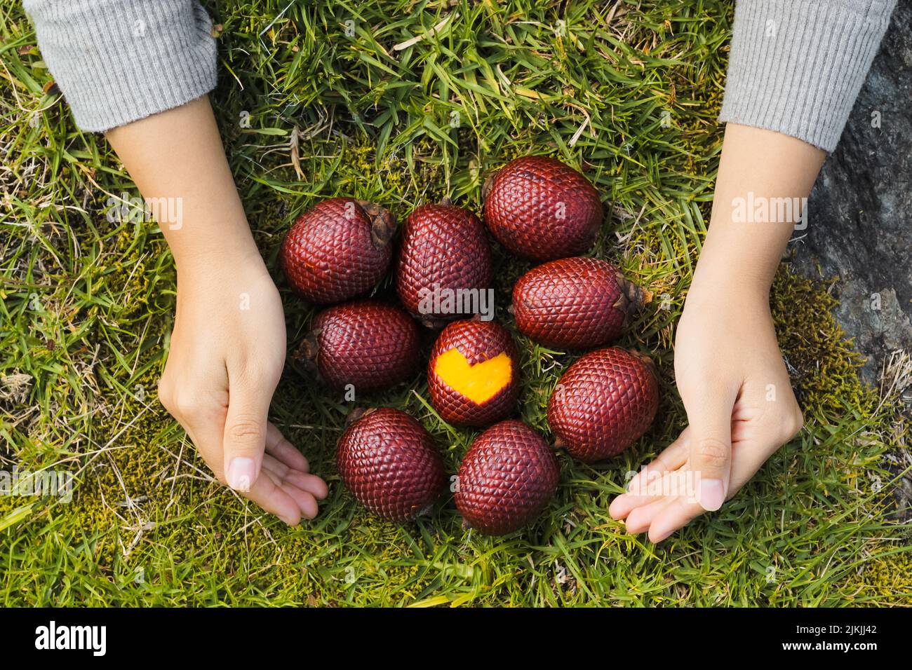 Ein Blick von oben auf die Hand der Person um die moriche Palmenfrüchte auf grünem Boden Stockfoto