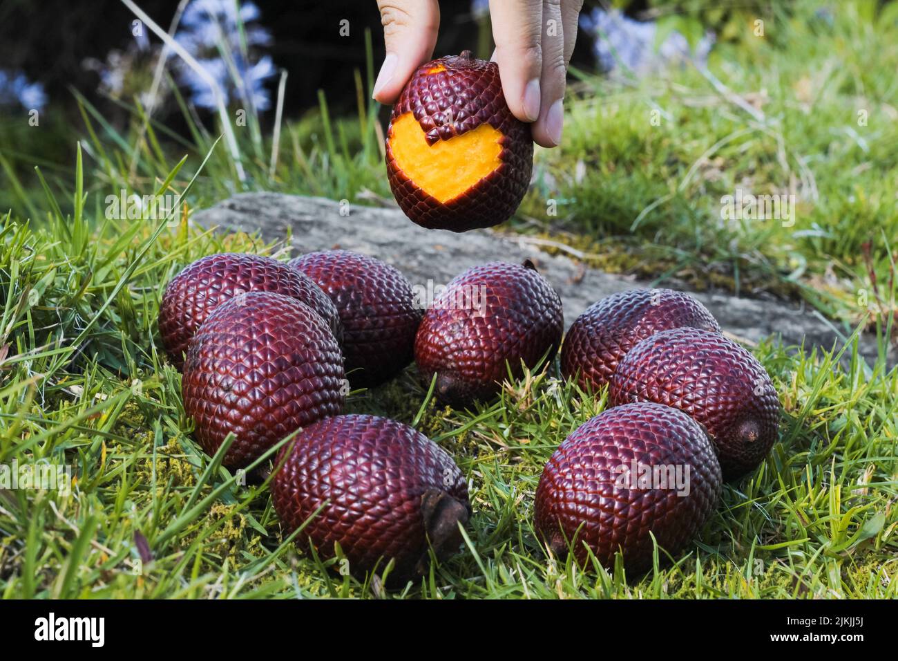 Eine Nahaufnahme einer Hand, die eine Herzform hält, schneidet moriche Palmfrüchte über dem Boden Stockfoto