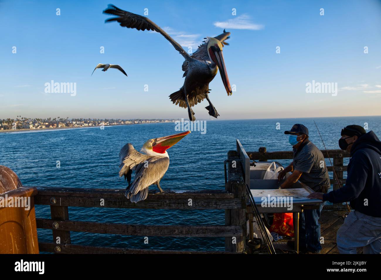 Eine Nahaufnahme von braunen Pelikanen, die auf dem Pier landeten, als Fischer ihre Take für den Tag schnitten. Stockfoto