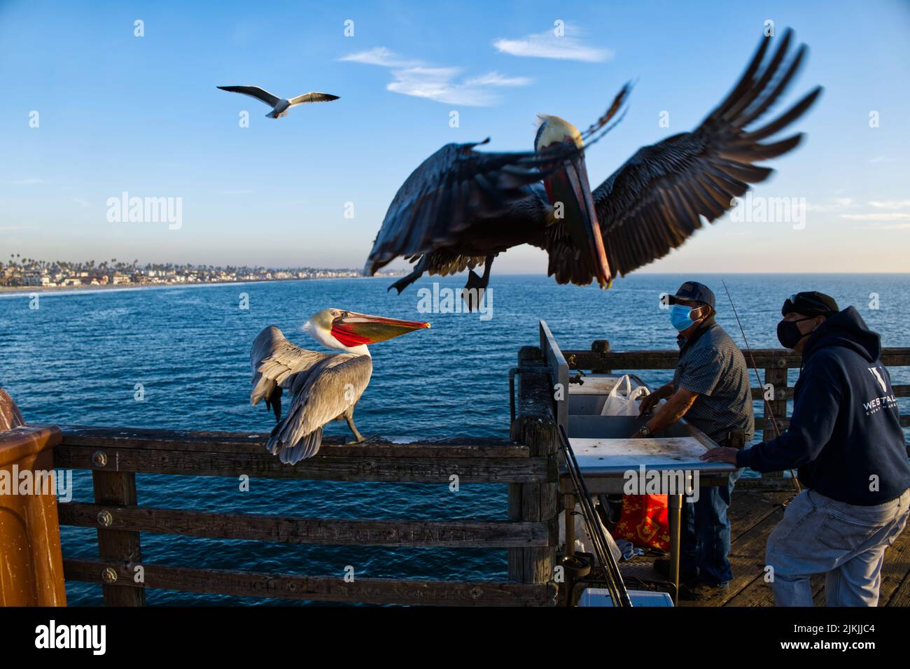 Eine Nahaufnahme von braunen Pelikanen, die auf dem Pier landeten, als Fischer ihre Take für den Tag schnitten. Stockfoto