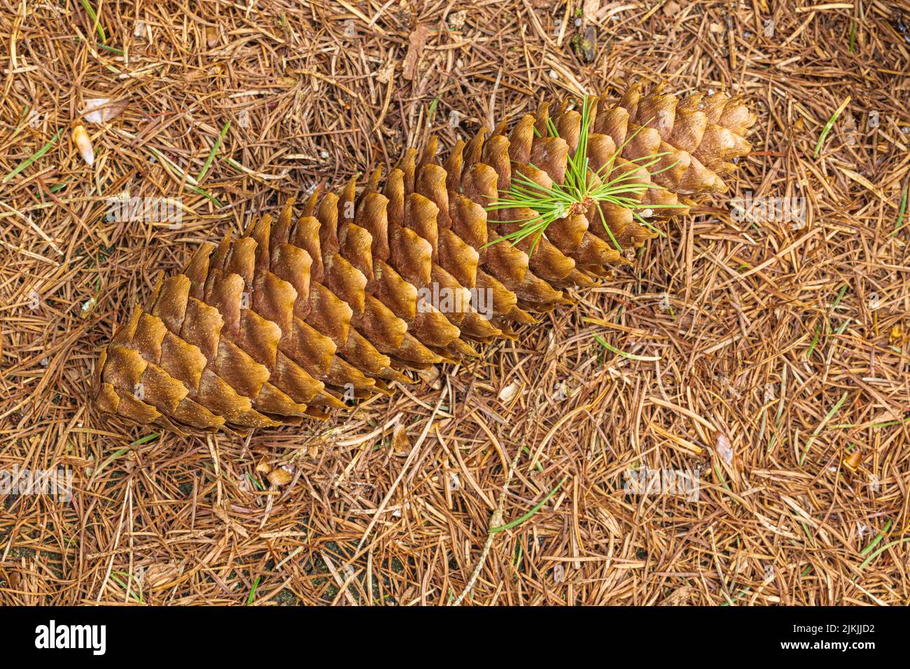 Junge Schottenkiefer, Pinus sylvestris, Sämling, Nahaufnahme Stockfoto