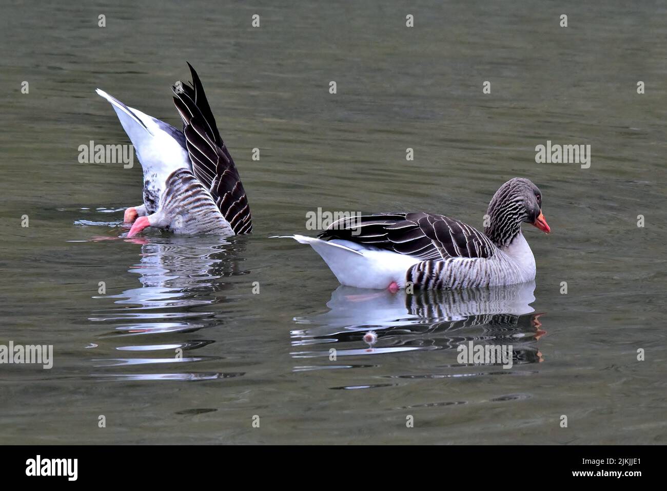 Eine Nahaufnahme von Graugänsen, die im See schwimmen Stockfoto