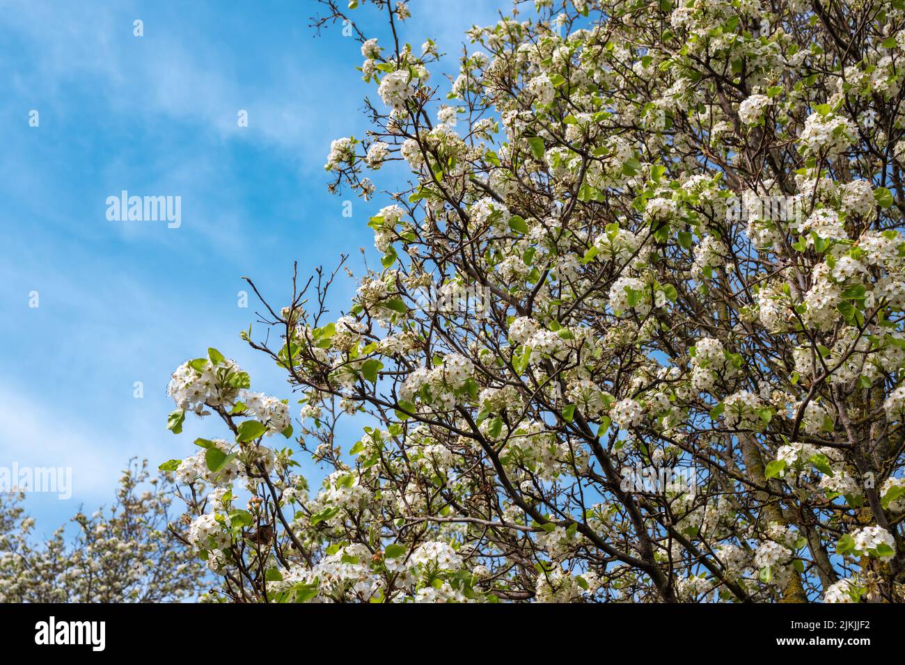 Hermosas flores de un árbol manzano al inicio de la primavera en España Stockfoto