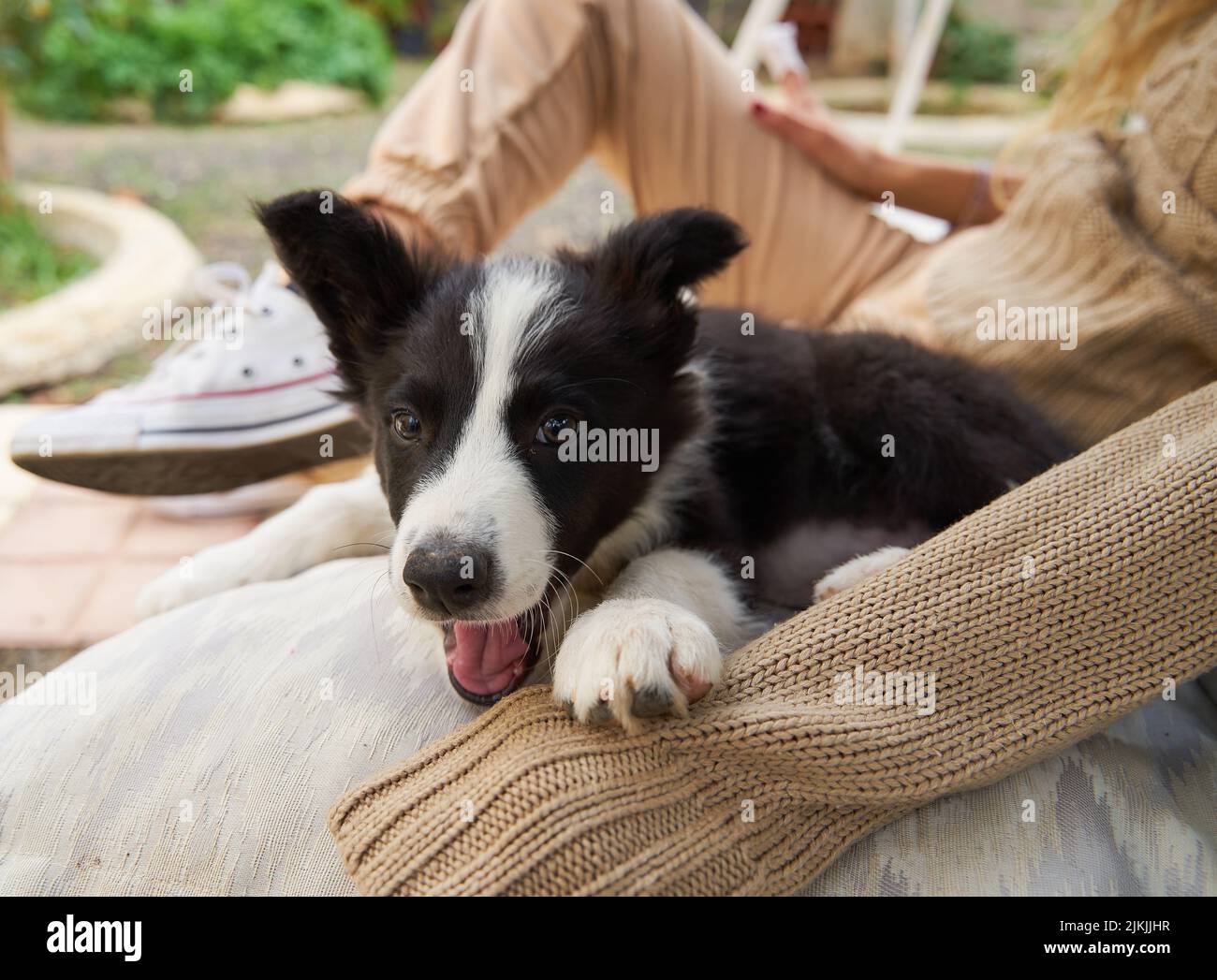 Nahaufnahme eines Border Collie Hundes, der auf einem weiblichen Bein sitzt, mit verschwommenem Hintergrund in Spanien Stockfoto