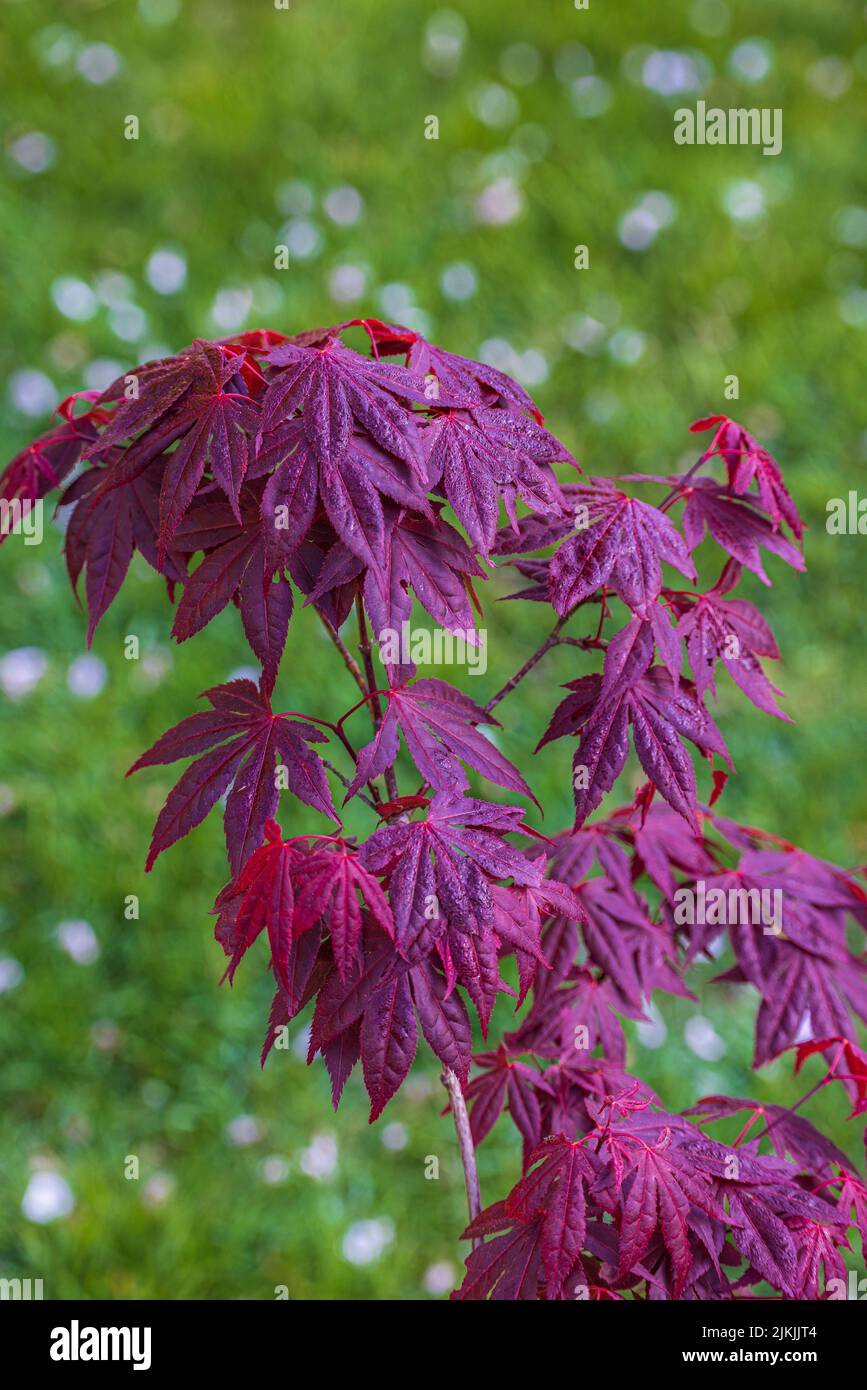 Fan Ahorn, Acer palmatum, Blätter, rot, Nahaufnahme Stockfoto
