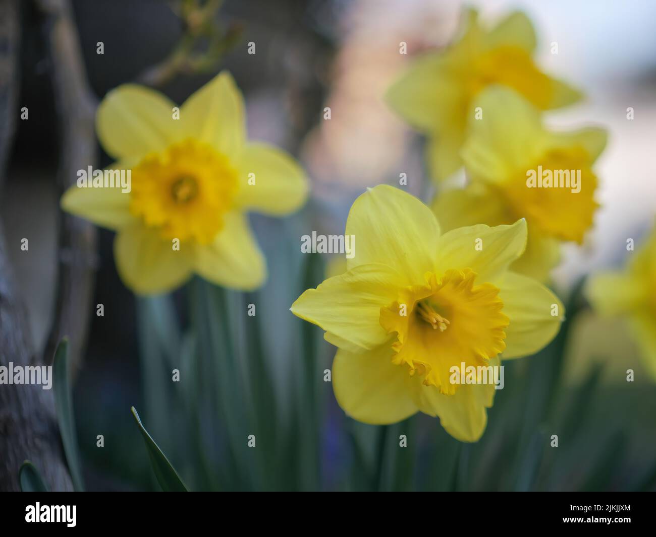 Eine flache Aufnahme von blühenden gelben Jonquil-Blüten Stockfoto