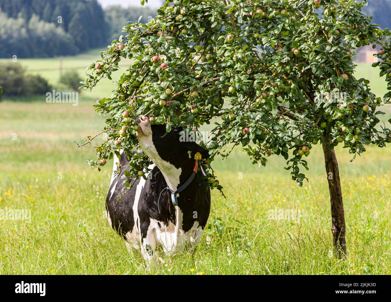 Kuh frisst Apfel vom Baum auf Wiesenplantage im Allgäu, gefleckte Rinder Stockfoto