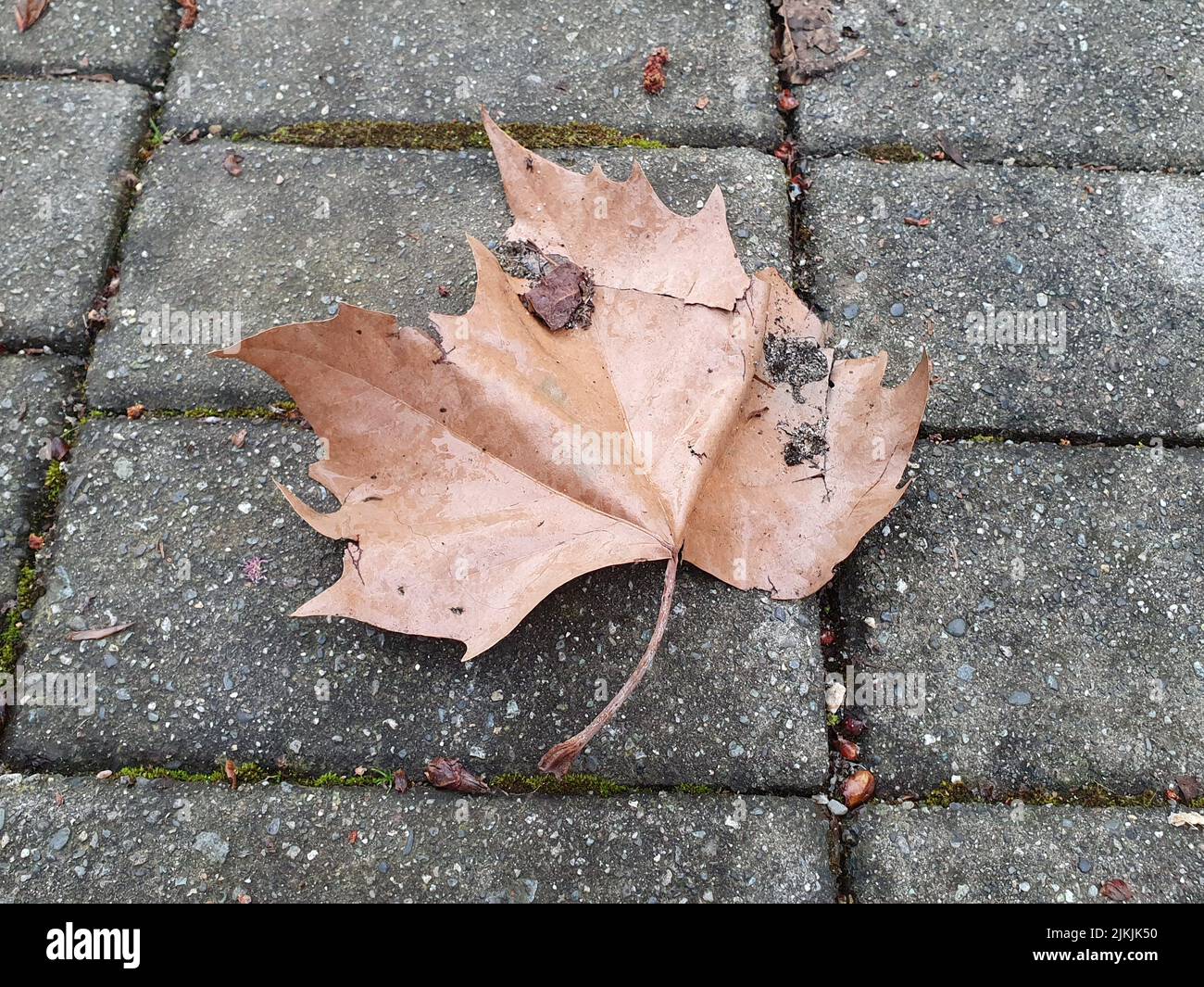 Die Nahaufnahme eines trockenen Ahornleads auf einem Asphaltboden Stockfoto